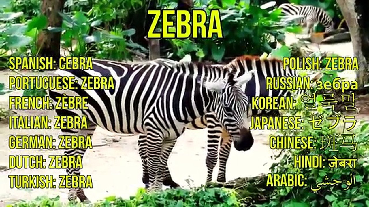 African Safari Animals for Kids - Children Learn African Animals and African Wildlife Sounds