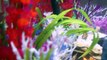 SPONGEBOB Fish Tank with Sandys TREEDOME | Bikini Bottom Aquarium Videos Squarepants Toypals.tv