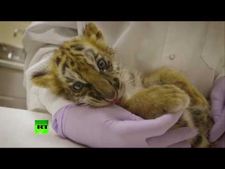 All’s well that ends well: San Diego zoo treats tiger cub saved from smuggler
