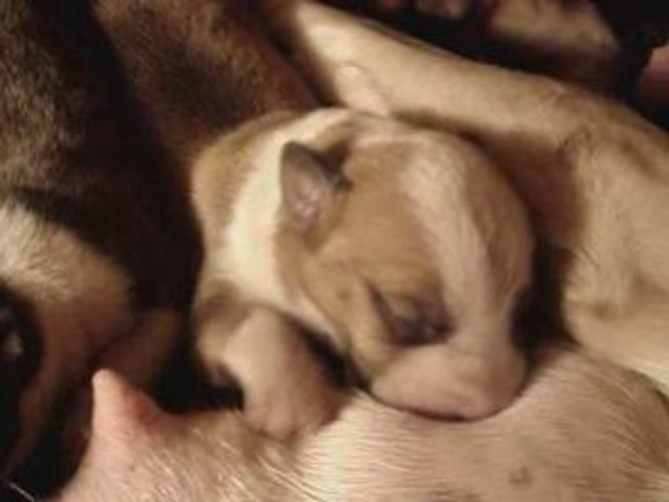 BULL TERRIER CHIOT A RESERVER