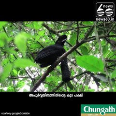 ശരിക്കും കുട തന്നെ....!!!