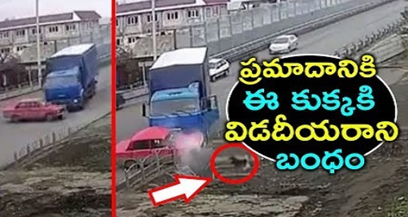 ఈ కుక్కలకి ఈ ప్రమాదాలకు ఉన్న విడదీయరాని బంధం