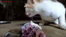 Cats eating fish with loud crunching sounds - cats destroying fish with strong jaws and teeth!