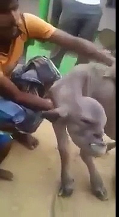 Deux terrifiantes créatures sont apparues en Inde, une chèvre cyclope et une autre mutante