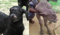 Deux terrifiantes créatures sont apparues en Inde, une chèvre cyclope et une autre mutante