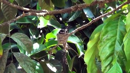 Wild - Bird Nest Feeding Baby Birds a Week