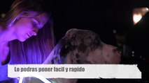 Los Mejores Arnes Led Para Perros Que Alumbran En La Oscuridad