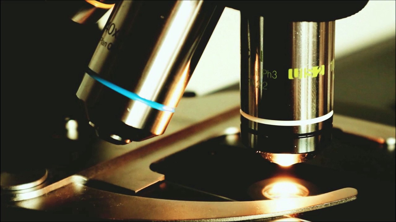 Immune Cell Finds Trash in Human Blood: Health