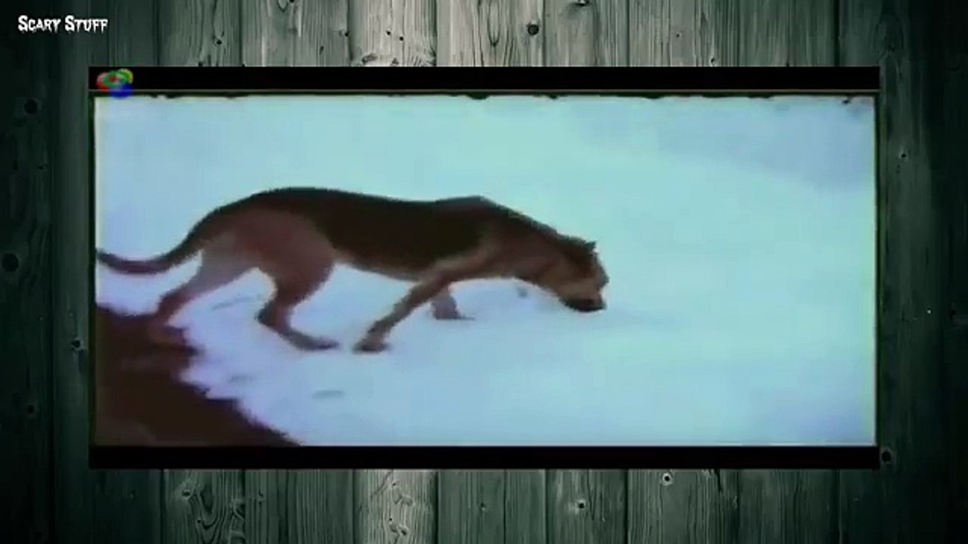 Mysterious Creatures and Events Recorded on Video | Scary Videos