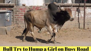 Bull Try to Hump a Girl on Busy Road and Got Failed | Most Funny Video