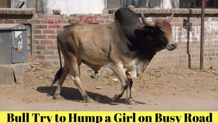 Bull Try to Hump a Girl on Busy Road and Got Failed | Most Funny Video
