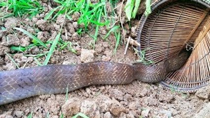 Best Snake Trap 2017 - Clever Girl Trap Snakes With Snake Trap