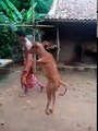 Cow walks with two legs