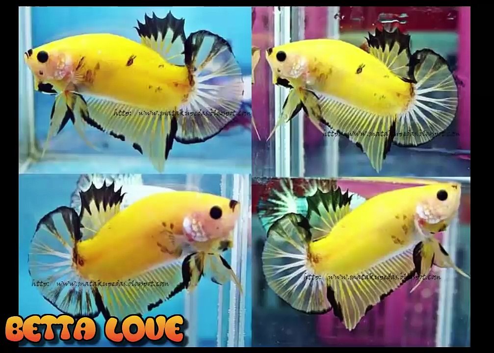 Các Dòng Cá Betta Lia Thia Được Ưa chuộng Hiện Nay✔