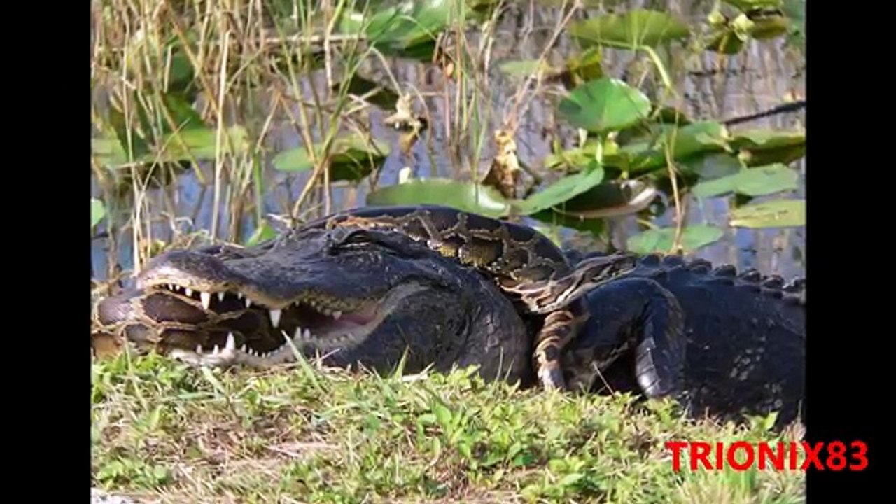 Serpientes gigantes: TITANOBOA REAL – Las serpientes mas grandes del mundo