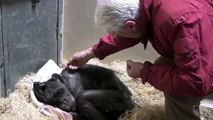 Jan van Hooff visits chimpanzee Mama, 59 yrs old and very sick. Emotional meeting