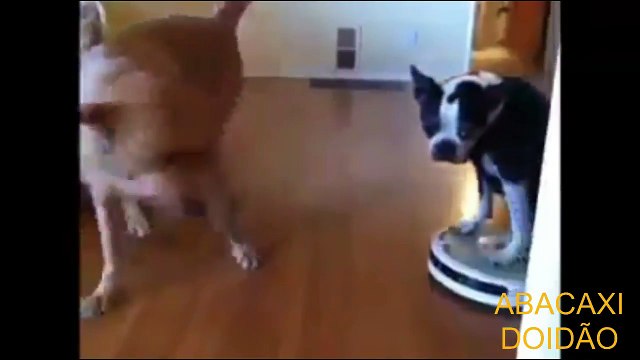 ANIMAIS E SUAS MUSICAS IDEAIS