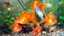 Золотая рыбка, How To Care For A Goldfish, goldfish and their chareristics