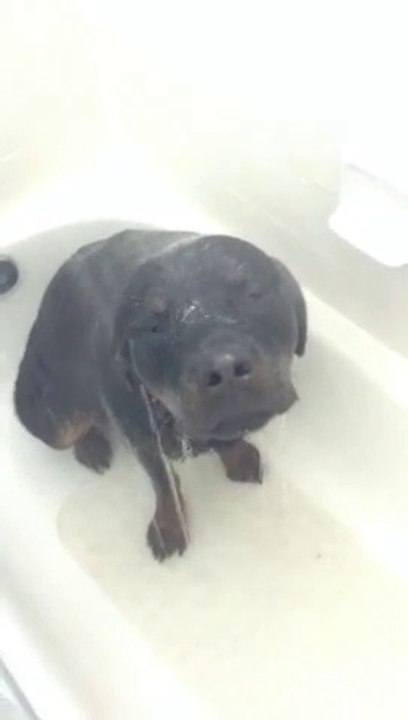 Quand ton chien prend une douche