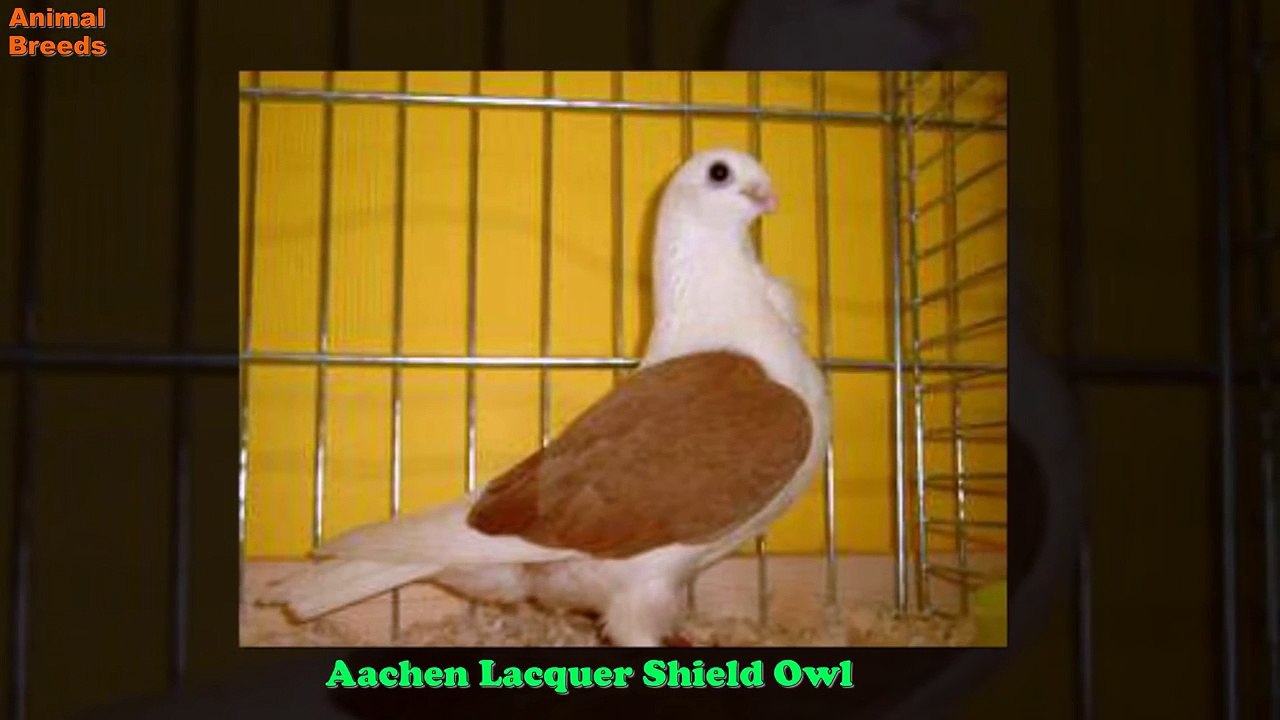 All Colorful Pigeon Breeds List (A to Z)