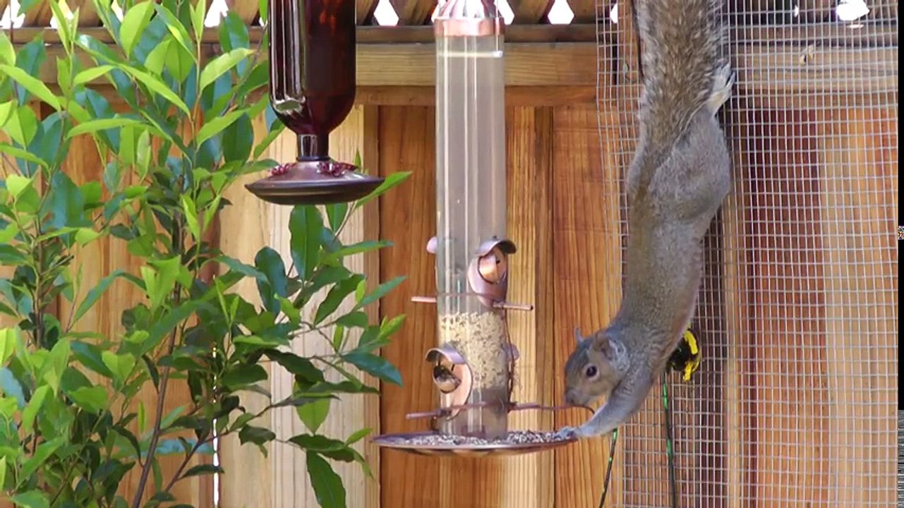 Squirrel Zapper Dailymotion Video