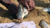 CATCH N COOK - Amazing Kid Catching Fish With His Bare Hands - Fresh Fish Fries in Our Village