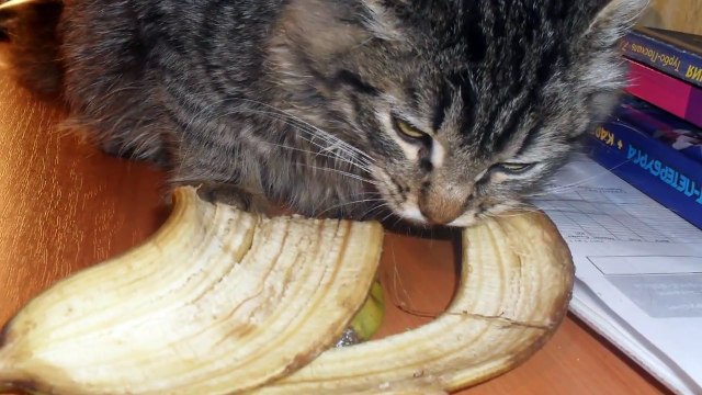 ПОНАЧАЛУ ОН МОЛЧАЛ И ЕЛ ВСЁ, ЧТО ПОПАДЁТСЯ, ДАЖЕ КОЖУРУ ОТ БАНАНОВ