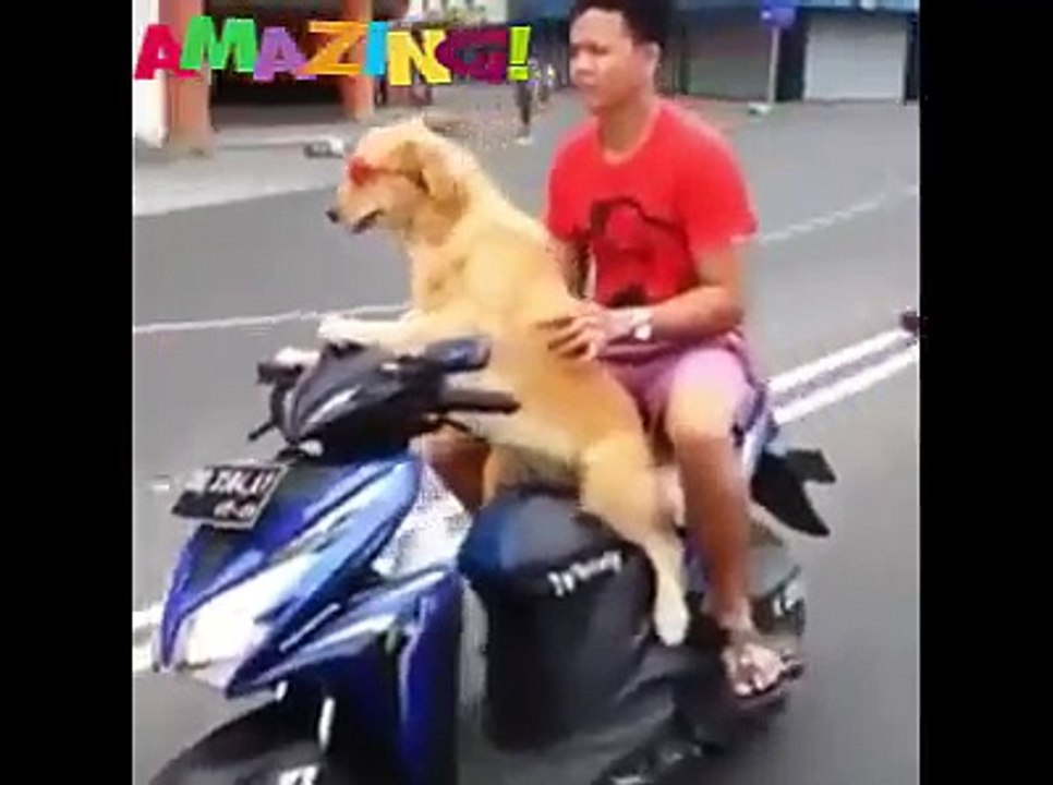 incrible vid