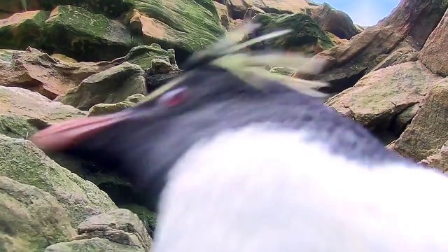 Les pingouins... c'est vraiment pas à l'aise sur la terre ferme lol