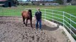 New Guy Horse Lunging-Body language- Hooking Up- Rick Gore Horsemanship