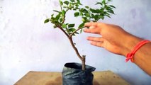 How to Grow Bougainvillea Bonsai tree | Grow thick trunk in the ground // Mammal Bonsai