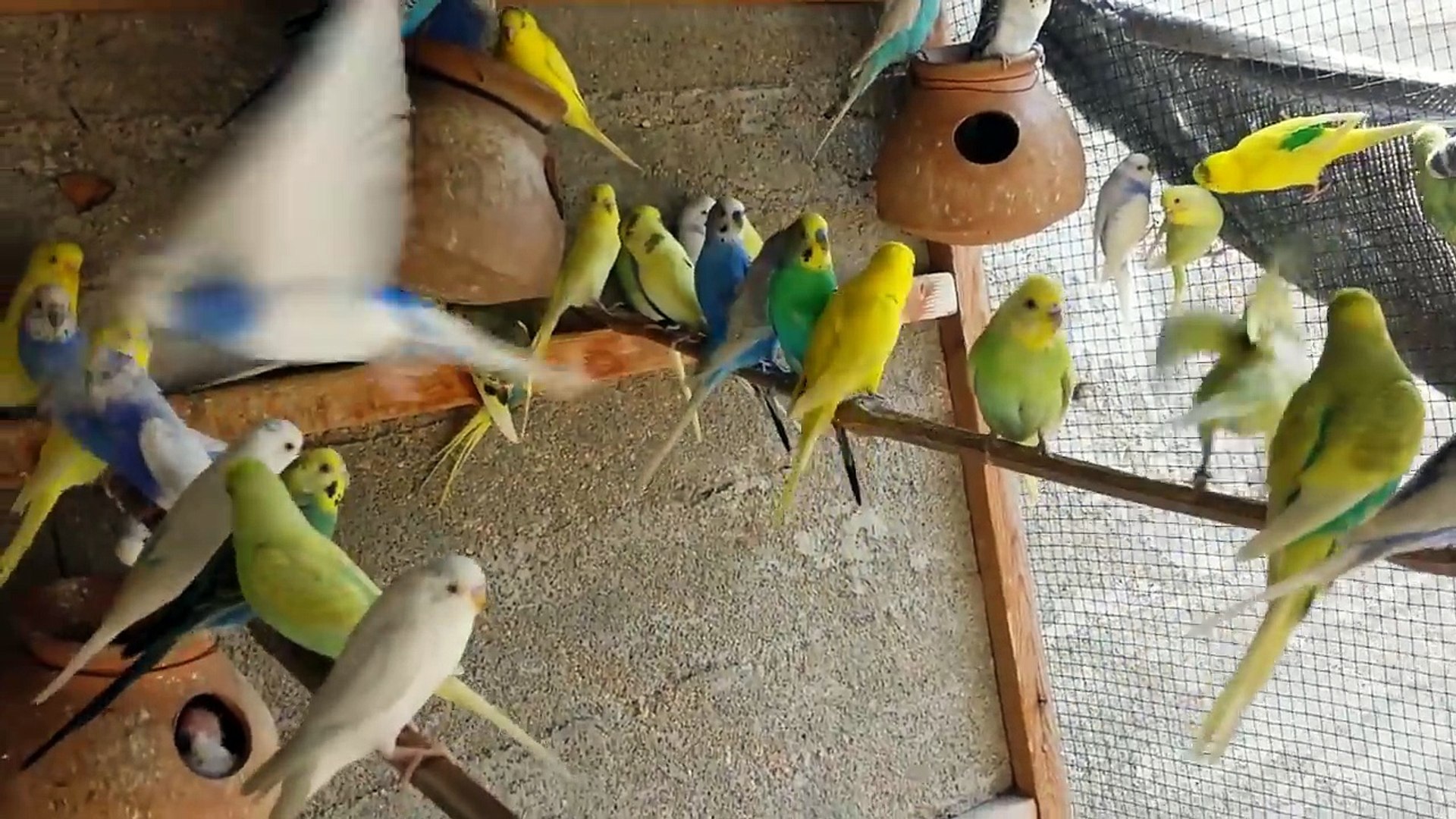 Budgies Parrots Colony se parrots kaise pakre aise video kabhi nahi dekhi hogi in Urdu/Hindi.