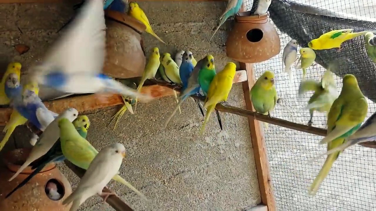 Budgies Parrots Colony se parrots kaise pakre aise video kabhi nahi dekhi hogi in Urdu/Hindi.