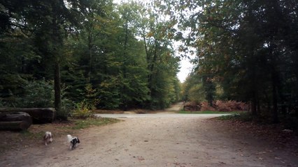 Aambiance fin du monde ce 16 octobre en forêt