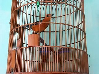 Video Anis Merah teler keras buka ekor