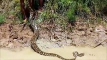 Ces jeunes cambodgiens n'ont vraiment pas peur des serpents