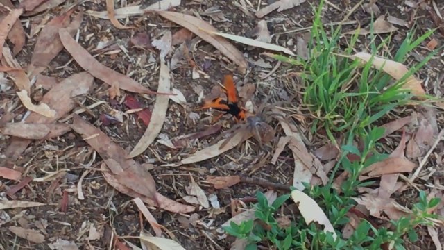 En australie les araignées géantes ne sont pas les pires prédateurs... Regardez cet insecte volant terrifiant