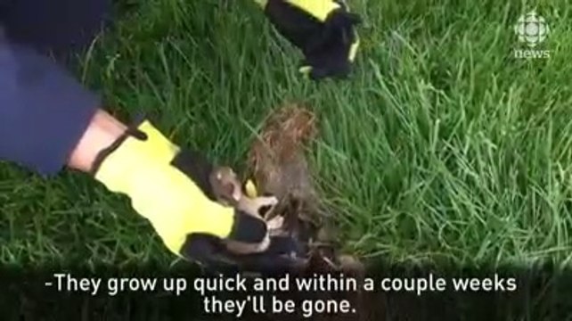 Regardez ce qu'il trouve sous ces herbes mortes dans la jardin... Incroyable