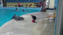 Ce gamin et ce dauphin jouent à la 