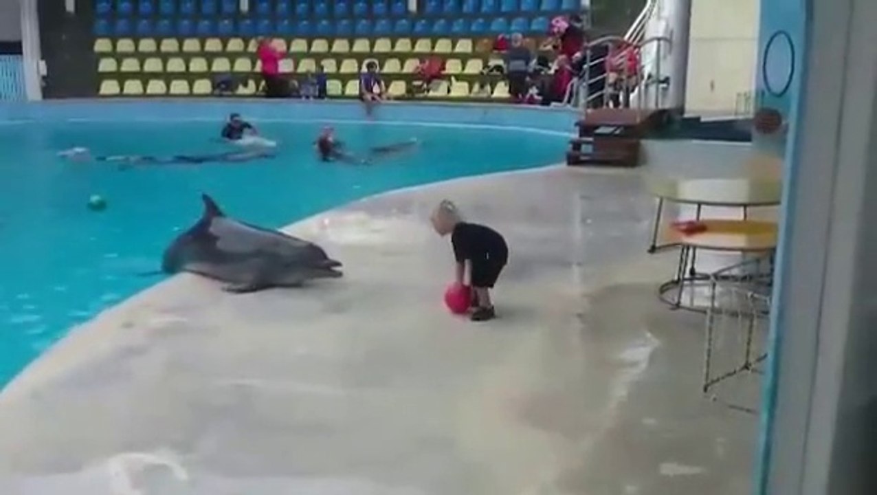 Ce gamin et ce dauphin jouent à la "va chercher" comme avec un chien... Trop mignon