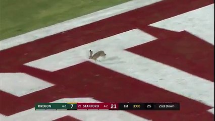 Rabbit interrupts Stanford and Oregon match and gets 3 TDs!