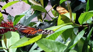 Bug collector just couldn't bring himself to collect these beautiful creatures.