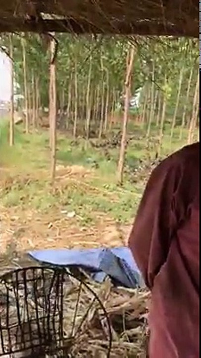 nakli gurr