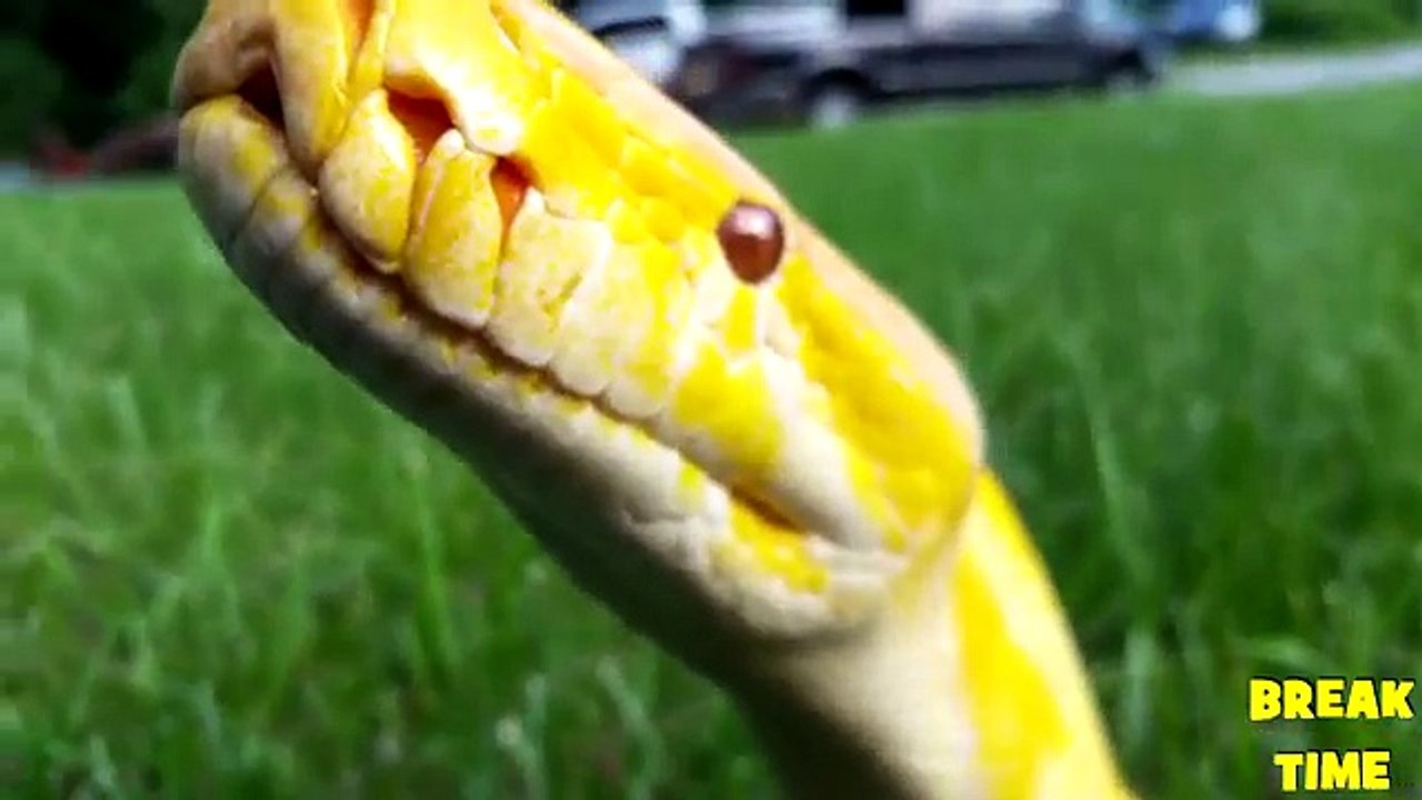 SNAKES Can Be SO CUTE - Funny Snake Pets Videos Vines COMPILATION 2017