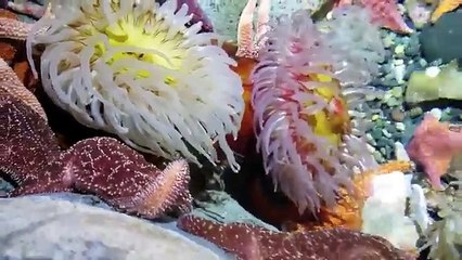 Extreme Toys TV the Lost Files Part 2- Exploring Giant Aquarium, On a Battleship, and Pokemon Go!