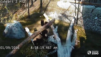 Compilation des chutes de petits pandas