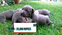 American PitBull Terrier VS American Staffordshire Terrier | COMPARISON | DOG VS DOG