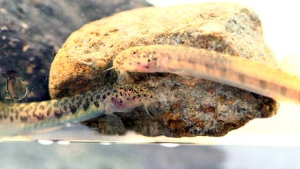 멸종위기 담수어류 '좀수수치' 서식지 발견 / YTN