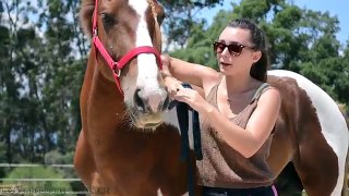 JRAVQ : Mon cheval me tre, que faire ?? ✩