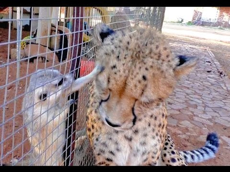 Cheetah Purrs With Happiness at Meerkat Friendship